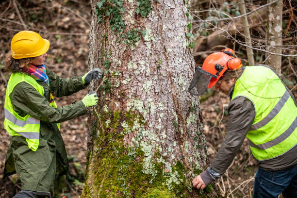 Best Fruit Tree Pruning  in Gastonville, PA