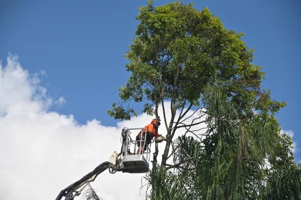 Best Utility Line Clearance  in Gastonville, PA