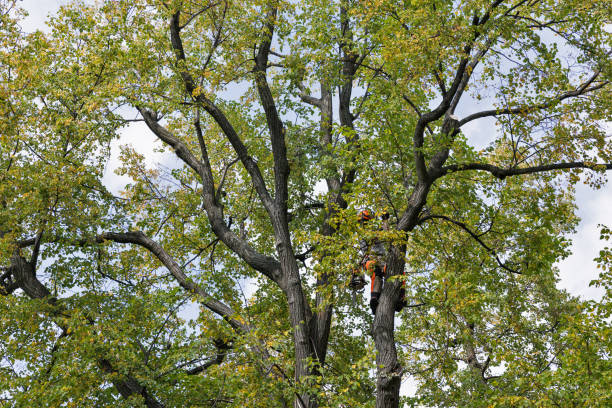 Best Tree Maintenance Programs  in Gastonville, PA